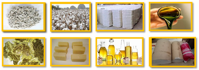 Cotton Seed Oil Extraction