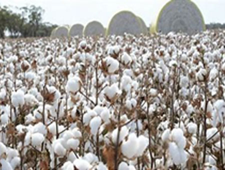 Cotton Farm
