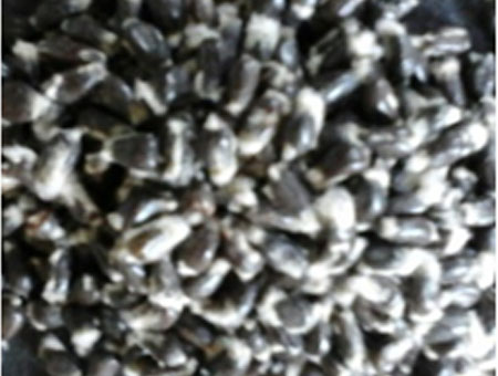 cotton seed after cleaning