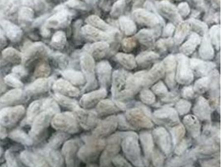 cotton seed